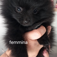 Fantastici cuccioli spizt tedeschi