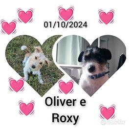 Jack russell terrier, pelo ruvido