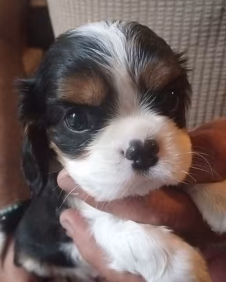 Cuccioli di Cavalier king da privato