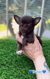Cioccolato maschio pronto chihuahua con pedigree