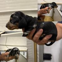 Bassotto arlecchino silver