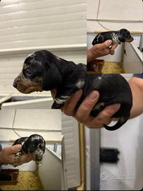 Bassotto arlecchino silver