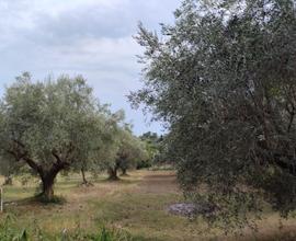 Terreno agricolo