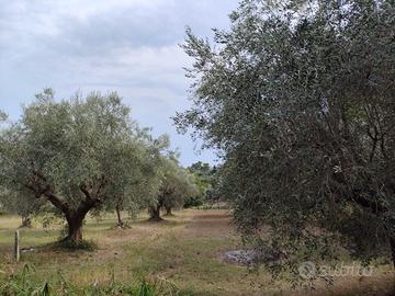 Terreno agricolo