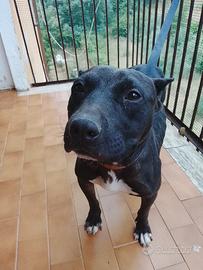 Pitbul femmina