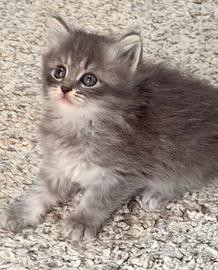 Cuccioli pura razza gatto siberiano