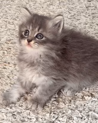 Cuccioli pura razza gatto siberiano