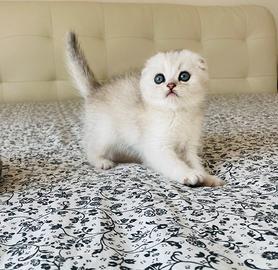 Scottish Fold Silver Shaded Cuccioli