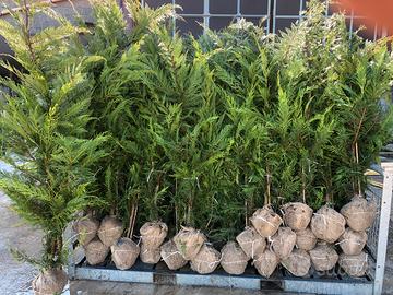 Piante da siepe di cipresso leiland innestate