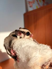Animal