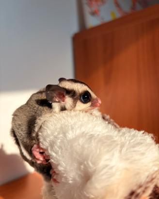Animal