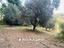 Immagine 7