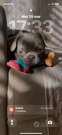 Chihuahua pronto per monta