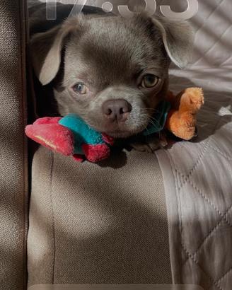 Chihuahua pronto per monta