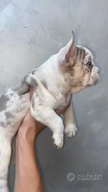 Bulldog francese esotico