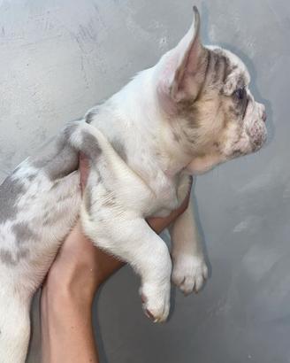 Bulldog francese esotico