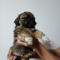 Shihtzu