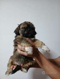 Shihtzu