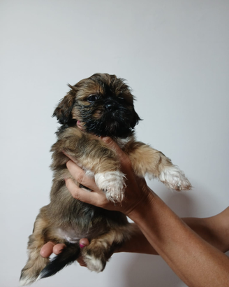 Shihtzu