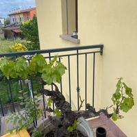 Bonsai di vitis vinifera