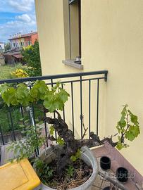 Bonsai di vitis vinifera