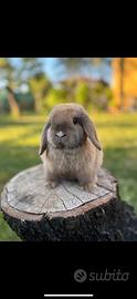 Cucciolo coniglio nano ariete minilop