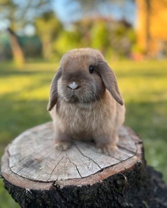 Cucciolo coniglio nano ariete minilop