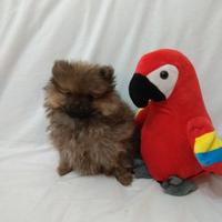 Volpino pomerania nano