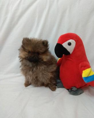 Volpino pomerania nano