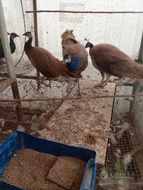 Pavoni nigripennis giovani