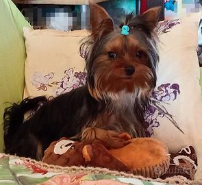 Yorkshire Terrier per Monta