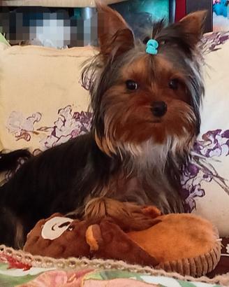 Yorkshire Terrier per Monta