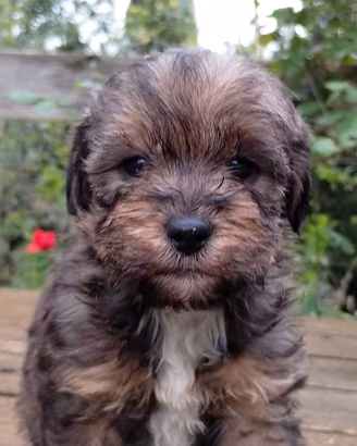 Cuccioli di maltipoo
