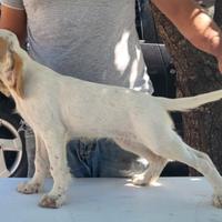 Setter inglesi cuccioli