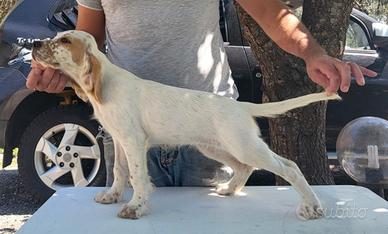 Setter inglesi cuccioli