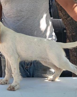 Setter inglesi cuccioli