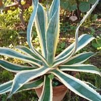 Agave americana 