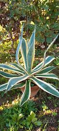 Agave americana 