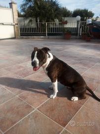 Amstaff