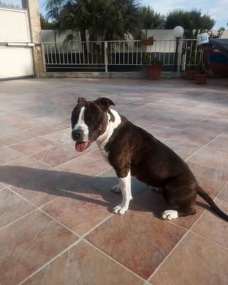 Amstaff