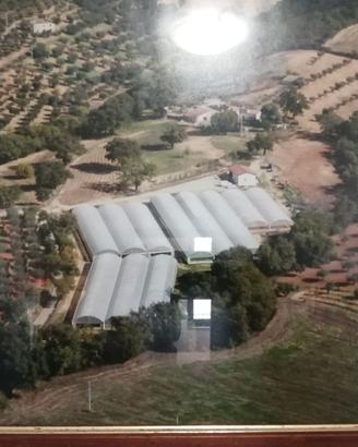 SERRE agricole usate robuste di varie misure
