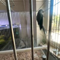 Pappagallo parrocchetto maschio