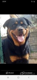 Rottweiler