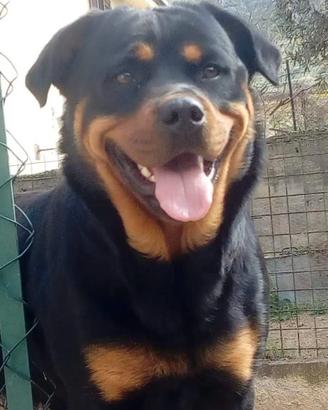 Rottweiler