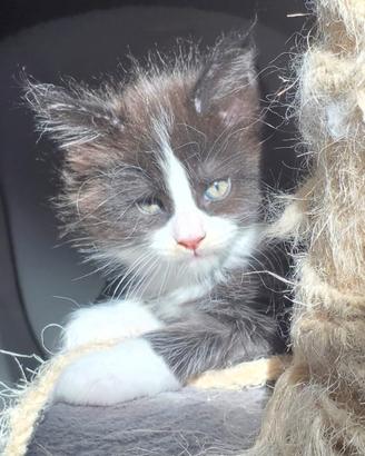 Maine coon