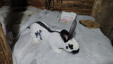 Coniglio maschio razza Papillon