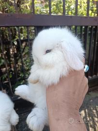 Cuccioli di minilop