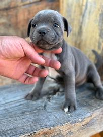 Staffordshire bull terrier