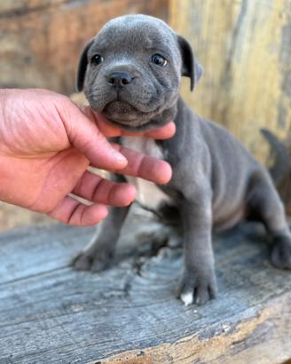Staffordshire bull terrier