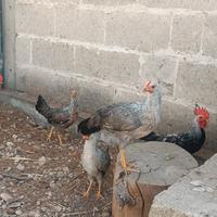 Galline Livornesi collo argento e Australorp